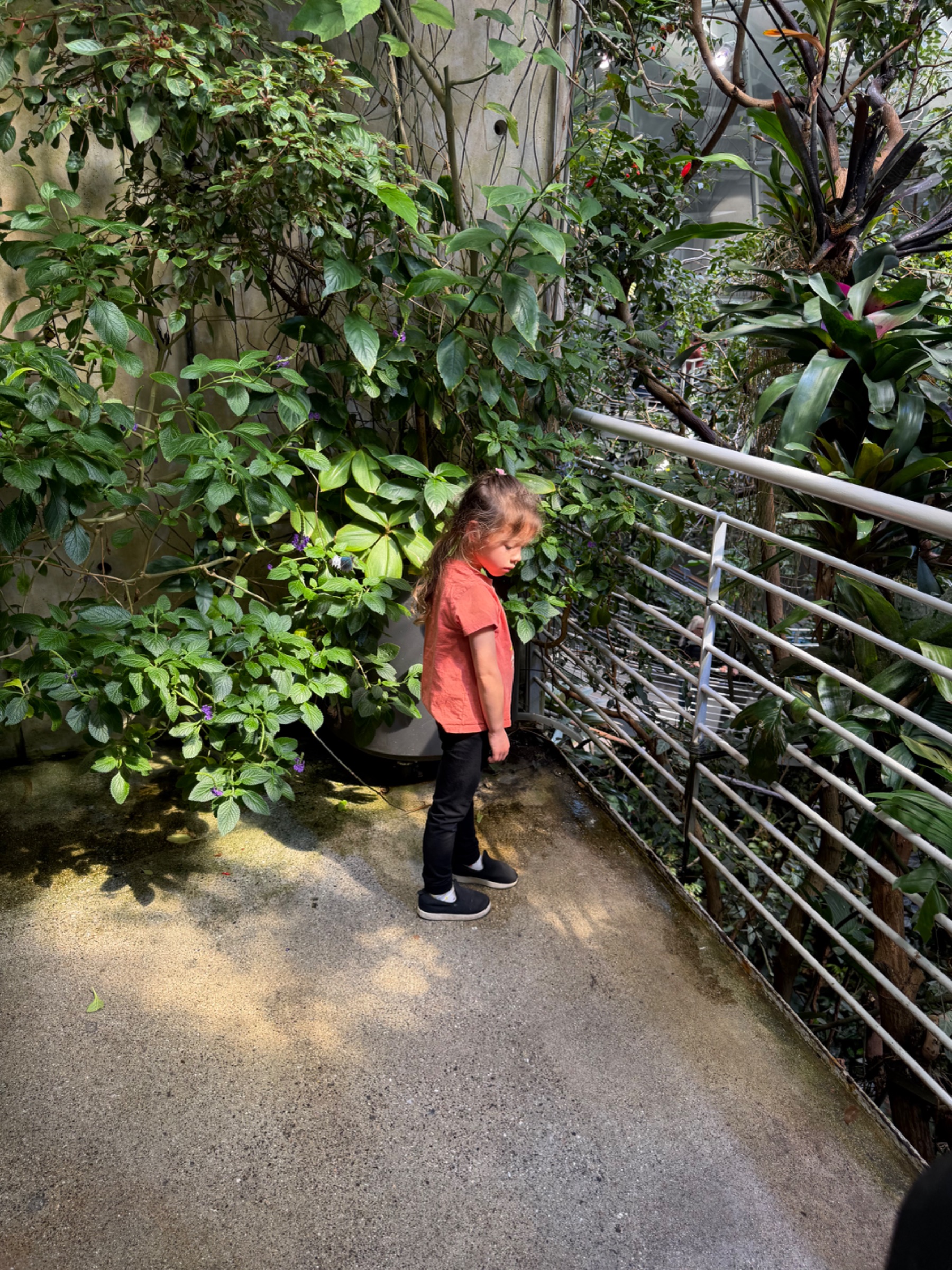 Butterflies at the Cal academy of sciences